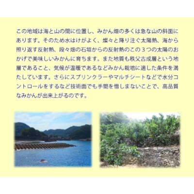 「高級 田村みかん」 青秀 約10kg Sサイズ　/みかん10kg/和歌山特産/