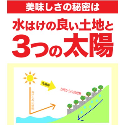 「高級 田村みかん」 青秀 約3kg Sサイズ　/みかん3kg/和歌山特産/
