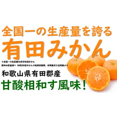 有田みかん 青秀 約10kg Mサイズ　/みかん10kg/和歌山特産/
