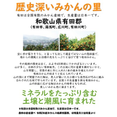有田みかん 青秀 約3kg Mサイズ　/みかん3kg/和歌山特産/
