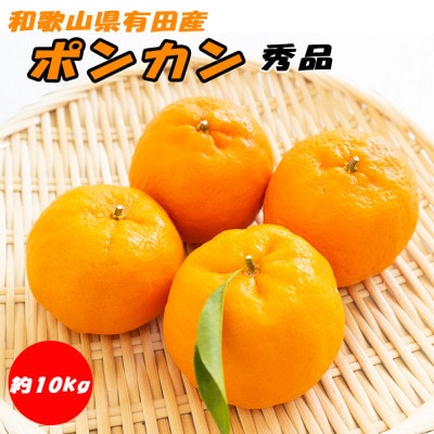 ポンカン 秀品 約10kg 和歌山県有田産【先行受付】