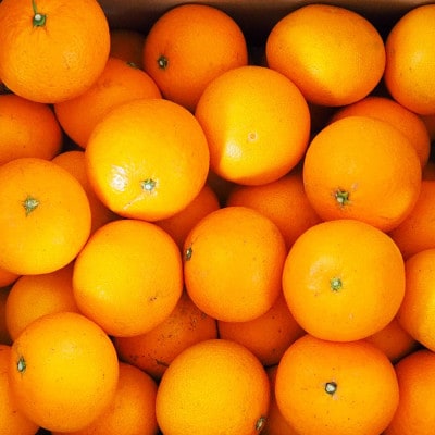 清見オレンジ 秀品 約9～10kg 和歌山県有田産【先行受付】