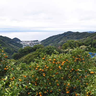 「高級 田村みかん」 青秀 約3kg Lサイズ 和歌山県有田産【先行受付】