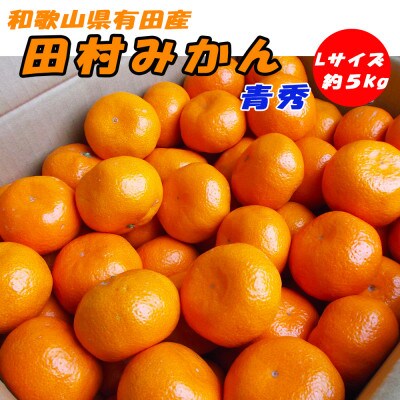 「高級 田村みかん」 青秀 約5kg Lサイズ 和歌山県有田産【先行受付】