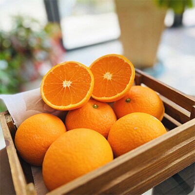 【2025年2月下旬～発送】厳選　濃厚清見オレンジ　約7kg