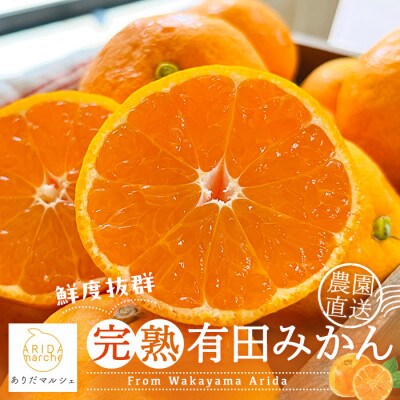 【農家直送】濃厚有田みかん　10kg