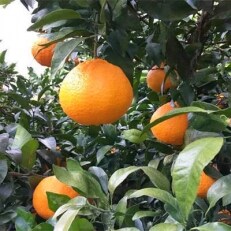 有田育ちの濃厚不知火 約2.5kg(ご家庭用選別) | ふるさと納税のお礼品