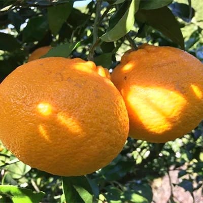 ≪先行受付・2026年1月下旬～発送≫有田育ちの濃厚不知火(ご家庭用) 2.5kg