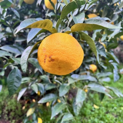 ≪2025年10月～発送≫紀州和歌山の柚子(ゆず)(ご家庭用)　1kg