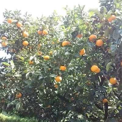 【2026年2月～発送】【冬の味覚】有田育ちの濃厚八朔(ご家庭用)　3kg