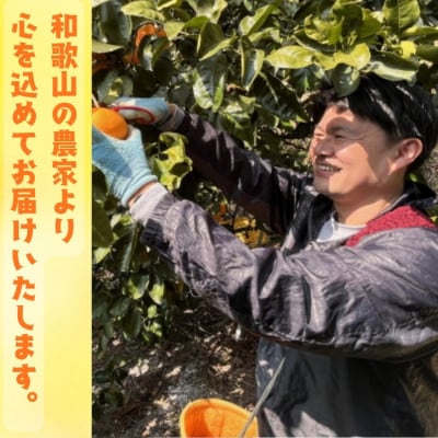 【先行受付・2026年2月～発送】有田育ちのご家庭用清見オレンジ 3kg