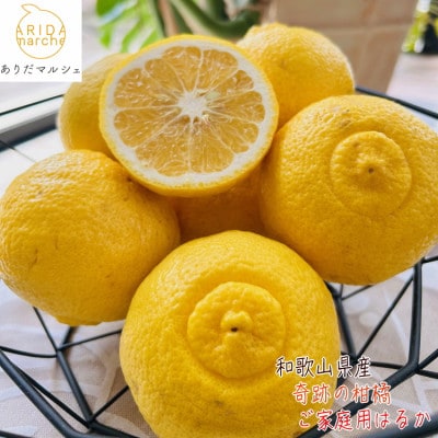 ≪先行受付・2026年1月～発送≫【人気柑橘】有田育ちのはるかみかん(ご家庭用) 3kg