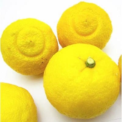 ≪先行受付・2026年1月～発送≫【人気柑橘】有田育ちのはるかみかん(ご家庭用) 3kg