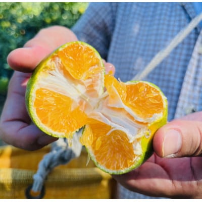 【先行受付・2026年9～10月発送】特撰 青切り有田みかん　3kg【サイズ混合】