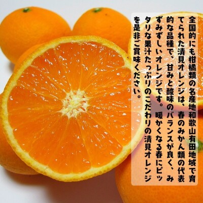 【先行受付・2026年2月～発送】有田育ちのご家庭用清見オレンジ 5kg