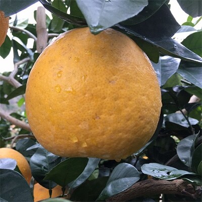 22年4月発送 爽快柑橘 有田育ちの河内晩柑 ご家庭用 約3 5kg お礼品詳細 ふるさと納税なら さとふる