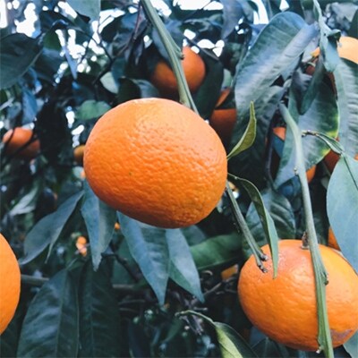 23年4 5月発送 みかん名産地和歌山有田 濃厚なつみみかん ご家庭用 約4 5kg お礼品詳細 ふるさと納税なら さとふる