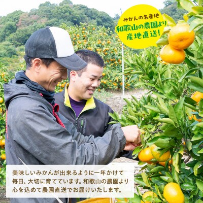 【先行受付】【みかん名産地和歌山有田】有田育ちの旬の柑橘詰め合わせセット 5kg