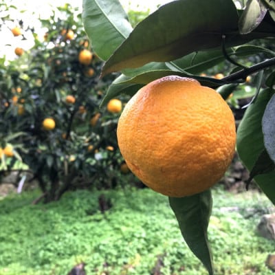 ≪先行受付・2026年1月～発送≫【希少柑橘】紀州和歌山のじゃばら果実(ご家庭用)　2kg