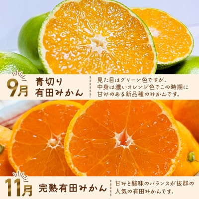 【発送月固定定期便】わかやま旬のカンキツ定期便【M】全4回