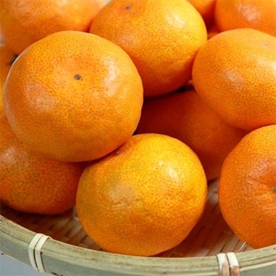 紀州有田産早生みかんの樹上熟成みかん10kg(サイズ混合)