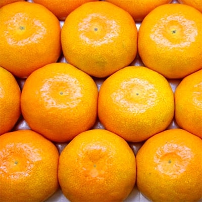【夏の贅沢品】有田のハウスみかん 赤秀品 約2.5kg(化粧箱入り)