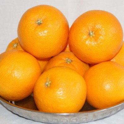 和歌山で生まれた春にぴったりの柑橘「春峰」約5kg