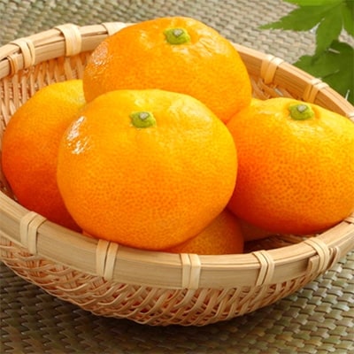 【夏の贅沢品】有田のハウスみかん 青秀品 約2.5kg