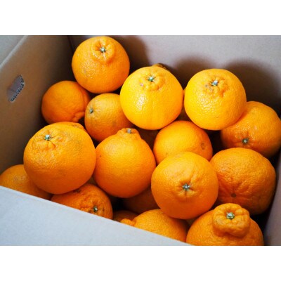 【濃厚春柑橘】有田産不知火約5kg(12玉～20玉おまかせ)【湯浅町】