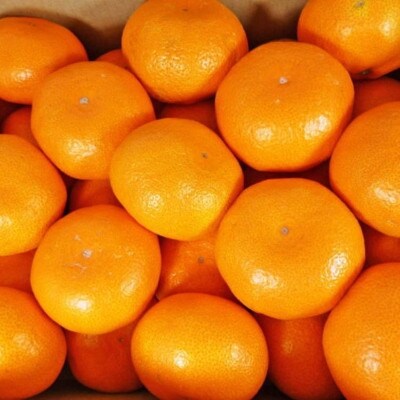 [秀品]和歌山有田みかん約5kg (Mサイズ)「2024年11月中旬より順次発送」
