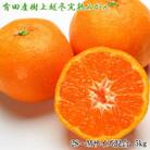 【濃厚・まろやか】有田産樹上越冬完熟みかん約5kg(2S～Mサイズ混合・秀品)(湯浅町)
