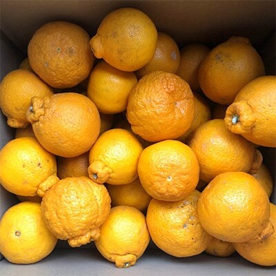 【濃厚】有田の不知火約6.5kgご家庭用向け(サイズ混合)【湯浅町】