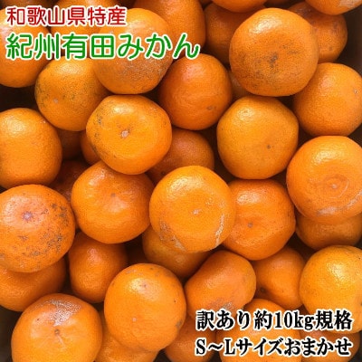 [訳あり]和歌山有田みかん約10kg(S～Lサイズ)　「2025年11月中旬より順次発送」【湯浅町】