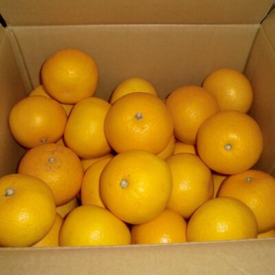 【産直】和歌山由良町産の木成り熟成八朔約10kg(SまたはMサイズをお届け)