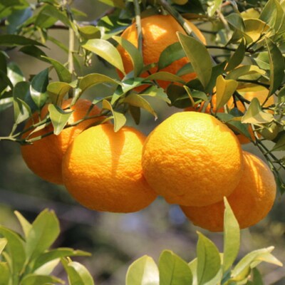 【産直】和歌山約由良町産の木成り熟成八朔約10kg(Lまたは2Lサイズをお届け)