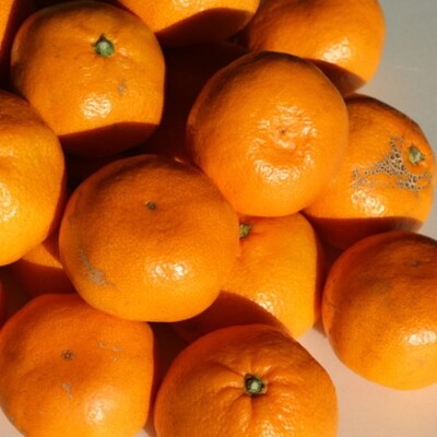 【訳あり・ご家庭用】和歌山由良町産のみかん約10kg
