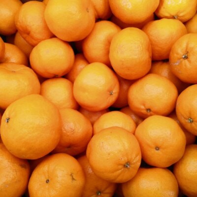 【濃厚・春みかん】有田産ポンカン約5kg(サイズおまかせ)【湯浅町】