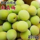 【和歌山名産】南高梅約3kg(サイズ混合)(湯浅町)
