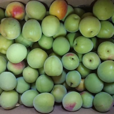 楽天市場】和歌山紀州 南高梅 ☆約1kg 2kg 3kg 5kg 10kg L