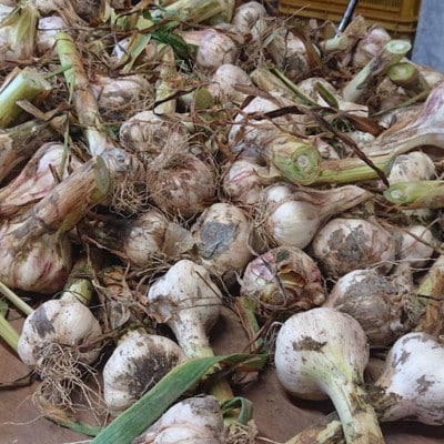 和歌山県産生にんにく約1kg　ご家庭用(湯浅町)