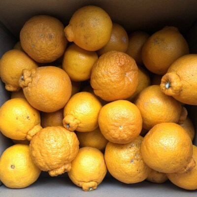 【濃厚】有田の不知火約4.5kgご家庭用向け(サイズ混合)【湯浅町】