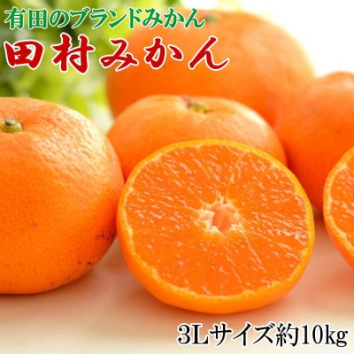 【ブランドみかん】田村みかん大玉約10kg(3Lサイズ)【湯浅町】