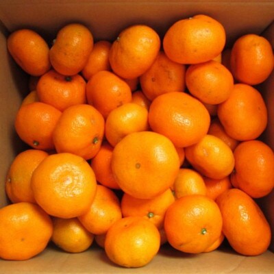 【ブランドみかん】田村みかん大玉約10kg(3Lサイズ)【湯浅町】
