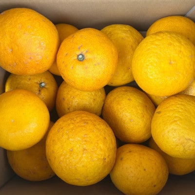 【先行予約】【2027年3月下旬より発送】有田産甘夏みかん約10kg(サイズ混合　訳ありご家庭用)