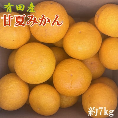 【先行予約】【2027年3月下旬より発送】有田産甘夏みかん約7kg(サイズ混合　秀品)