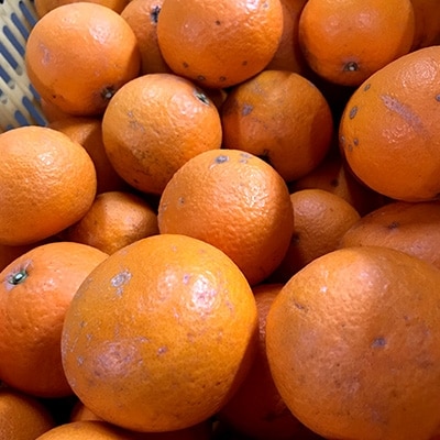 清見(家庭用・サイズ混合)約5kg