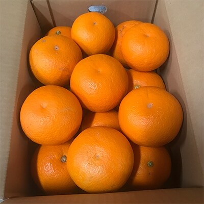 木成り八朔(家庭用・サイズ混合)約5kg