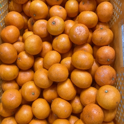 黒潮が育てた小粒せとか家庭用5kg