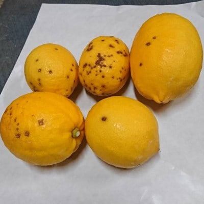 黒潮が育てた【国産レモン】サイズ混合約5kg家庭用≪春季≫