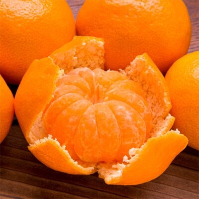 【和歌山特産品】濃厚!田村みかん 　Sサイズ　秀品　約10kg